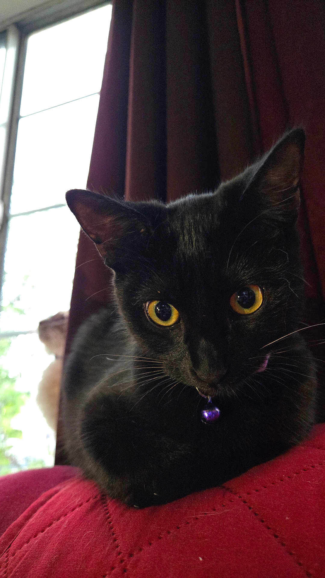 Nyx joined the competition — help win amazing prizes! cat, black_cat, feline, pet, close_up, yellow_eyes, whiskers, collar, bell, indoor, window, curtain, red_cushion, upholstery, portrait, macro, relaxed, gaze, ears, fur