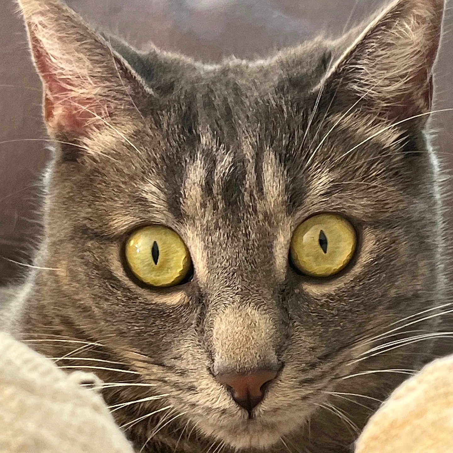 Plume participe au concours pour gagner de l'argent avec cette photo : abyssinian, angora, animal, brasssection, cat, couch, egyptiancat, furniture, gray, horn, kitten, manx, musicalinstrument, pet, snout