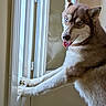 alert, animal, blue_eyes, canine, companion, curious, dog, friendly, fur, house, husky, indoor, light, looking, mammal, paw, pet, portrait, tongue_out, window