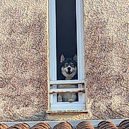 Neige Et Lucifer a rejoint le concours — aidez-le/la à gagner de superbes lots ! animal, architecture, building, curious, daylight, dog, ears, face, guard, husky, muzzle, narrow_window, outdoor, paw, pet, roof_tiles, rusty_bars, textured_wall, watchful, window