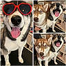 animal, blue_eyes, close_up, collage, companions, cute, dog, friendly, furry, happy, heart_shaped_sunglasses, husky, indoor, pet, playful, portrait, red_sunglasses, sitting, smiling, tongue_out