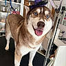 animal, blue_eyes, canine, close_up, dog, domestic_animal, facing_camera, fur, grooming_table, happy, household, husky, indoor, pet, pet_accessory, playful, purple_hat, smiling, tongue_out, witch_hat