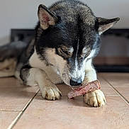 Lucifer a rejoint le concours — aidez-le/la à gagner de superbes lots ! animal, background_blur, black_and_white, canine, chewing, close_up, dog, domestic_animal, ears, floor, focused, food, fur, indoor, laying_down, meat, paw, pet, snout, tile_floor