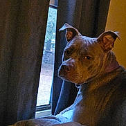 Sassy joined the competition — help win amazing prizes! dog, window, curtains, blanket, indoor, pet, animal, cozy, looking, side_view, ears, fur, portrait, home, resting, quiet, light, shadow, domestic, companion