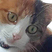 Bella participe au concours pour gagner de l'argent avec cette photo : animal, black_fur, cat, close_up, collar, curious, cute, domestic_cat, face, feline, fur, green_eyes, indoor, looking, mammal, orange_fur, pet, portrait, whiskers, white_fur