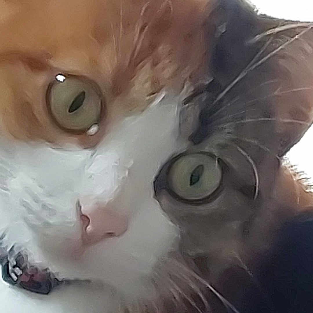 Bella participe au concours pour gagner de l'argent avec cette photo : animal, black_fur, cat, close_up, collar, curious, cute, domestic_cat, face, feline, fur, green_eyes, indoor, looking, mammal, orange_fur, pet, portrait, whiskers, white_fur