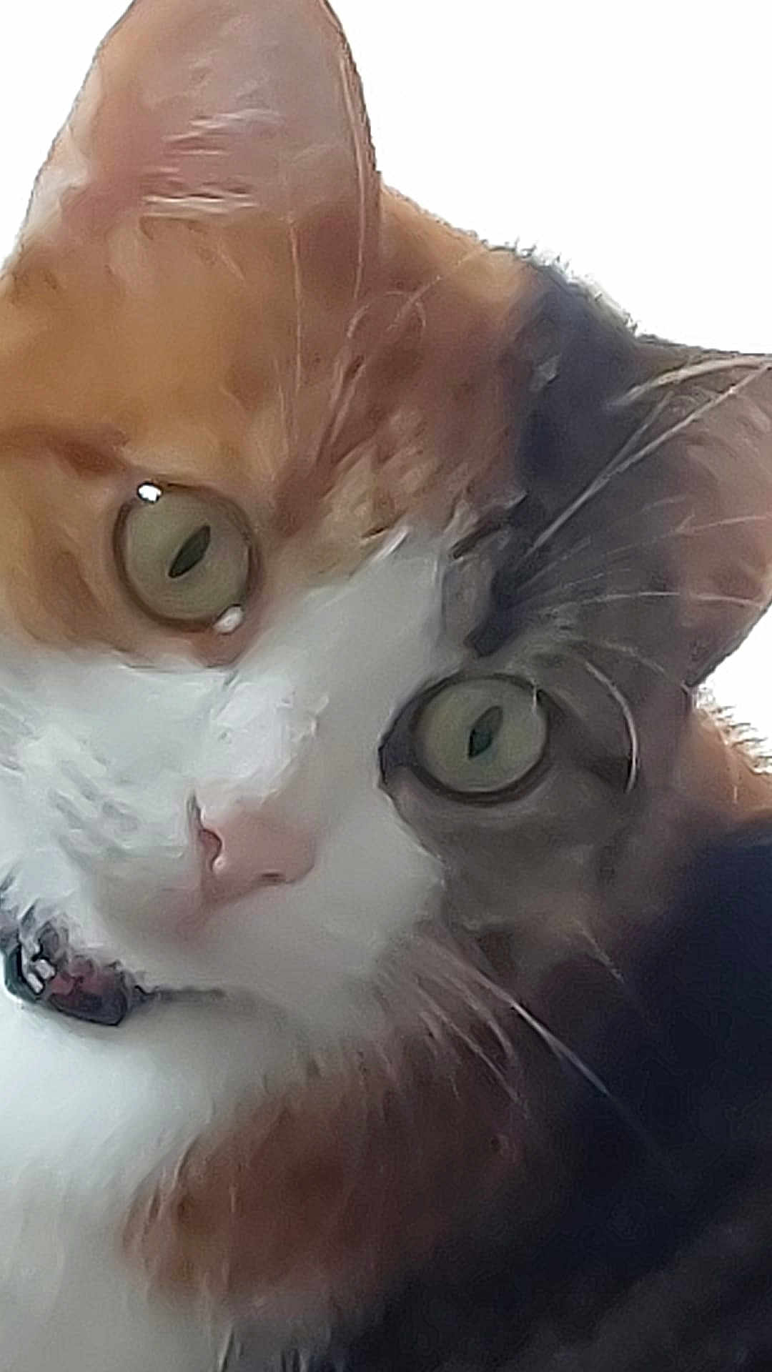 Bella