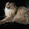 Aiko a rejoint le concours — aidez-le/la à gagner de superbes lots ! animal, cat, close_up, dark_background, feline, fluffy, folded_ears, fur, golden_fur, green_eyes, indoor, long_hair, lying_down, paws, pet, pink_nose, portrait, stretching, tail, whiskers
