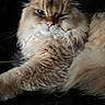 animal, cat, close_up, cream_fur, dark_background, dramatic_lighting, face, fluffy_cat, green_eyes, indoor, long_hair, pet, photography, pink_nose, portrait, relaxed, sitting, soft_fur, squinting, whiskers