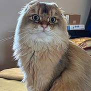 Aiko a rejoint le concours — aidez-le/la à gagner de superbes lots ! cat, fluffy, long_hair, folded_ears, green_eyes, whiskers, pink_nose, pet, animal, portrait, close_up, indoors, couch, bedroom, furniture, fur, cream_colored, brown, sitting, alert