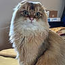 cat, fluffy, long_hair, folded_ears, green_eyes, whiskers, pink_nose, pet, animal, portrait, close_up, indoors, couch, bedroom, furniture, fur, cream_colored, brown, sitting, alert