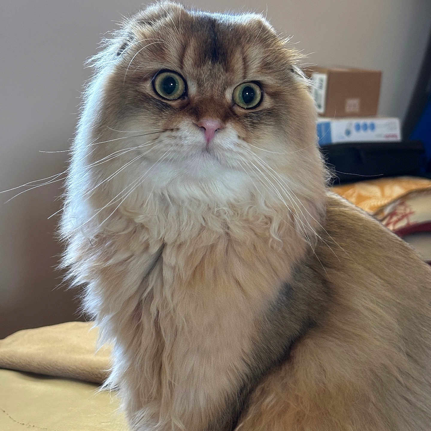 Aiko