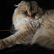 Aiko participe au concours pour gagner de l'argent avec cette photo : animal, brown, cat, closeup, cozy, cream, dark_background, dramatic_lighting, ears, eyes, face, fluffy, fur, indoor, long_hair, lying_down, nose, pet, portrait, whiskers