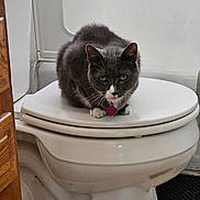 Bella joined the competition — help win amazing prizes! cat, toilet, bathroom, pet, grey_cat, white_toilet, cat_face, collar, heart_tag, loafing, sitting, green_eyes, whiskers, indoor, wooden_cabinet, bath_mat, tile, domestic_animal, portrait, stare