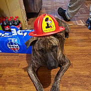 Loki joined the competition — help win amazing prizes! dog, brindle, fire_hat, plastic_hat, indoor, wooden_floor, pepsi, soda_pack, person, legs, footwear, casual_clothing, brown, black, pet, animal, household, flooring, resting, headwear