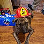 dog, brindle, fire_hat, plastic_hat, indoor, wooden_floor, pepsi, soda_pack, person, legs, footwear, casual_clothing, brown, black, pet, animal, household, flooring, resting, headwear