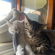 Tia a rejoint le concours — aidez-le/la à gagner de superbes lots ! cat, kitten, sleeping, cozy, window, natural_light, indoor, fur, whiskers, paw, resting, cute, pets, companion, animal, friendship, tabby, white_cat, soft, relaxed