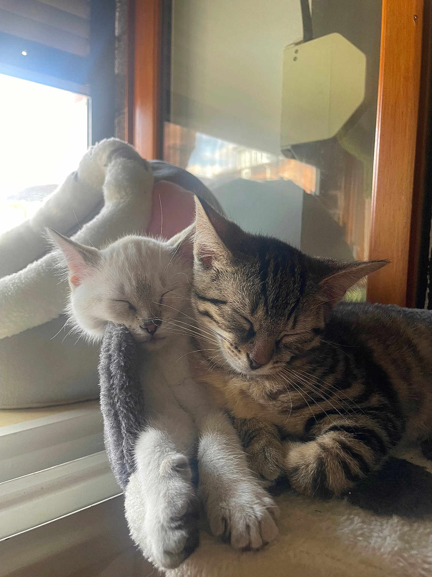 Tia a rejoint le concours — aidez-le/la à gagner de superbes lots ! cat, kitten, sleeping, cozy, window, natural_light, indoor, fur, whiskers, paw, resting, cute, pets, companion, animal, friendship, tabby, white_cat, soft, relaxed