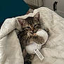 Tia participe au concours pour gagner de l'argent avec cette photo : kitten, tabby, cat, blanket, stuffed_toy, indoor, cute, cozy, pet, fur, animal, claws, whiskers, small, comfort, resting, soft, toy, wrapped, sleepy