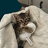 Luna a rejoint le concours — aidez-le/la à gagner de superbes lots ! kitten, tabby, cat, blanket, stuffed_toy, indoor, cute, cozy, pet, fur, animal, claws, whiskers, small, comfort, resting, soft, toy, wrapped, sleepy