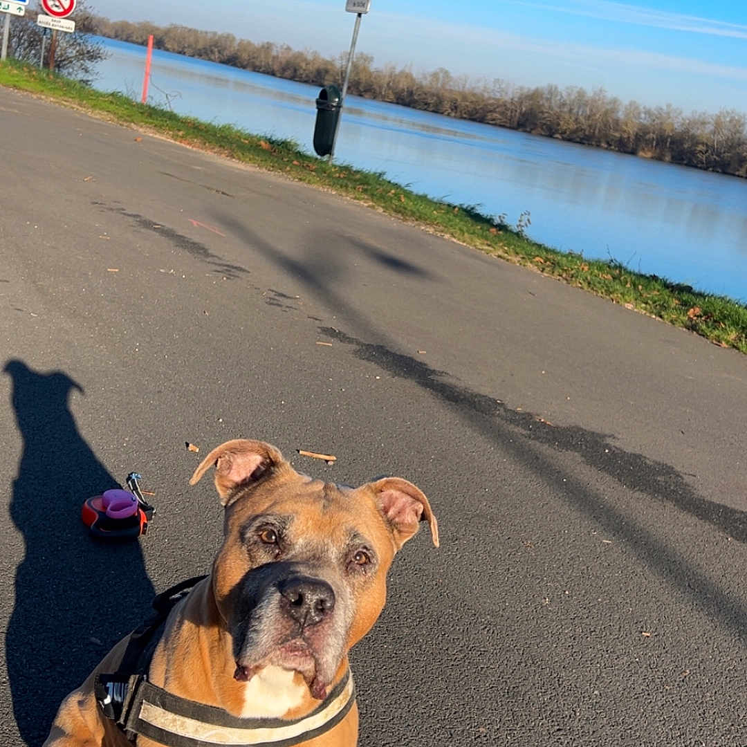 Lorko participe au concours pour gagner de l'argent avec cette photo : animal, blue_sky, calm, daytime, dog, harness, leash, leisure, nature, outdoor, pavement, pet, river, shadow, sitting, sky, sunny, trees, walk, water