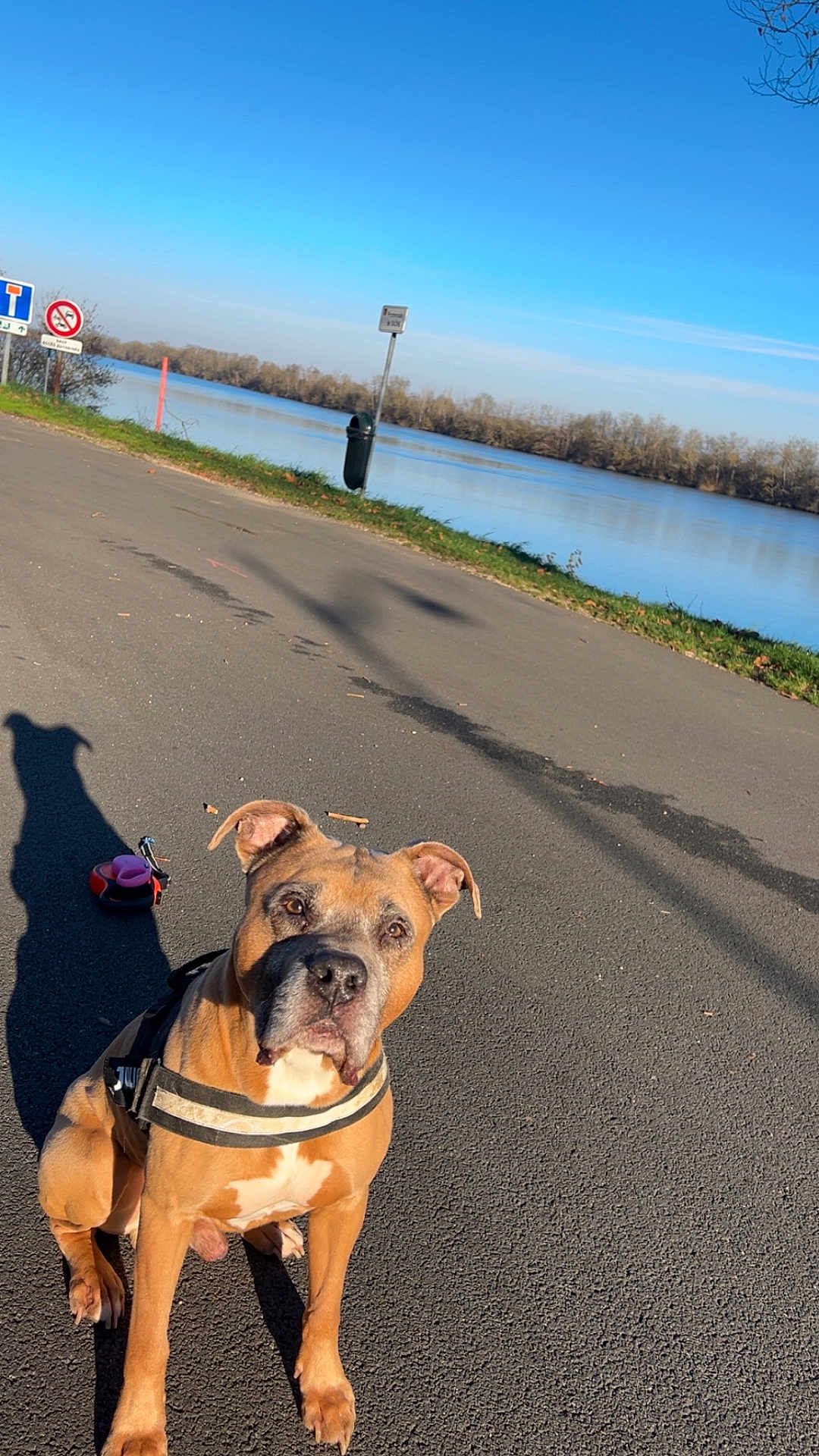 Lorko participe au concours pour gagner de l'argent avec cette photo : dog, leash, harness, pavement, shadow, river, water, trees, sky, outdoor, nature, sunny, daytime, pet, animal, calm, sitting, walk, blue_sky, leisure