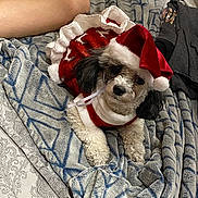 Doedoe joined the competition — help win amazing prizes! bed, black_and_white, blanket, christmas_outfit, cozy, curly_hair, cute, dog, festive, fur, holiday, human_legs, indoor, patterned_blanket, pet, red, resting, santa_hat, small_dog, white