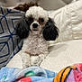 animal, bed, black, blanket, comfort, cozy, cute, dog, fluffy, fur, home, indoor, looking, pet, pillow, poodle, portrait, resting, small_dog, white