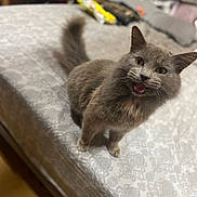 Cloudy is registered to the contest to win money with this photo: cat, gray_cat, pet, furry, bed, indoor, animal, cute, whiskers, tail, mammal, domestic, fur, eyes, mouth_open, home, feline, patterned_bedspread, standing, looking