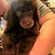 Edward is registered to the contest to win money with this photo: animal, arm, brown_fur, cabinet, close_up, countertop, curious, curly_fur, cute, dog, domestic, furry, holding, indoor, kitchen, microwave, person, pet, puppy, young