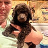 bed, blanket, brown, casual_clothing, closeup, curly_fur, dog, face, furniture, hand, holding, indoor, person, pet, puppy, relaxed, seated, wall, wood, young_dog
