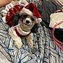 bedroom, black_ears, blanket, christmas_outfit, curly_fur, cute, dog, domestic_animal, festive, fur, holiday, indoor, patterned_blanket, pet, red, relaxed, resting, santa_hat, small_dog, white