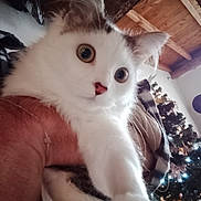 Nova participe au concours pour gagner de l'argent avec cette photo : cat, animal, pet, white_fur, wide_eyes, indoor, person_arm, wooden_ceiling, christmas_tree, holiday_lights, festive, curious, close_up, whiskers, nose, feline, cozy, home, decorations, celebration