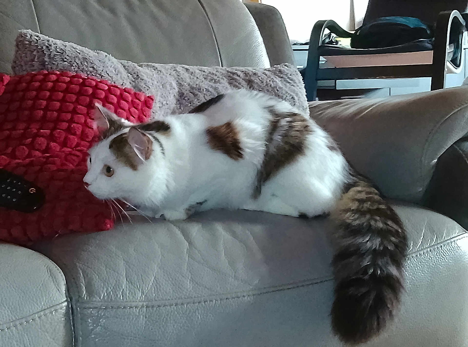 Nova a rejoint le concours — aidez-le/la à gagner de superbes lots ! cat, couch, pillow, remote_control, furniture, indoor, pet, animal, white, brown, fluffy, tail, ears, side_view, resting, curious, living_room, texture, leather, household