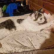 Nova participe au concours pour gagner de l'argent avec cette photo : bed, blanket, cat, comfort, cozy, domestic_animal, feline, furniture, home, indoor, patterned, pet, pillow, resting, sleeping_area, soft_texture, stretching, tabby_cat, white_cat, wooden_wall