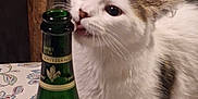 Nova a rejoint le concours — aidez-le/la à gagner de superbes lots ! animal, bottle, cat, closeup, counter, curious, domestic_cat, face, fur, green_bottle, indoor, kitchen, looking, pet, tabby_spots, table, tablecloth, tongue, whiskers, white_cat