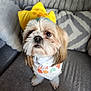 Luke joined the competition — help win amazing prizes! adorable, animal, bandana, companionship, couch, cushions, cute, dog, domestic_animal, fluffy, fur, gray_couch, indoor, looking_up, pet, portrait, seated, shih_tzu, small_dog, yellow_hat