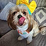 Luke is registered to the contest to win money with this photo: adorable, bandana, blue_bow, close_up, couch, cute, dog, fluffy, fur, gray_couch, headband, indoor, patterned_pillows, pet, pillows, playful, sitting, small_dog, tongue_out, yellow_bow