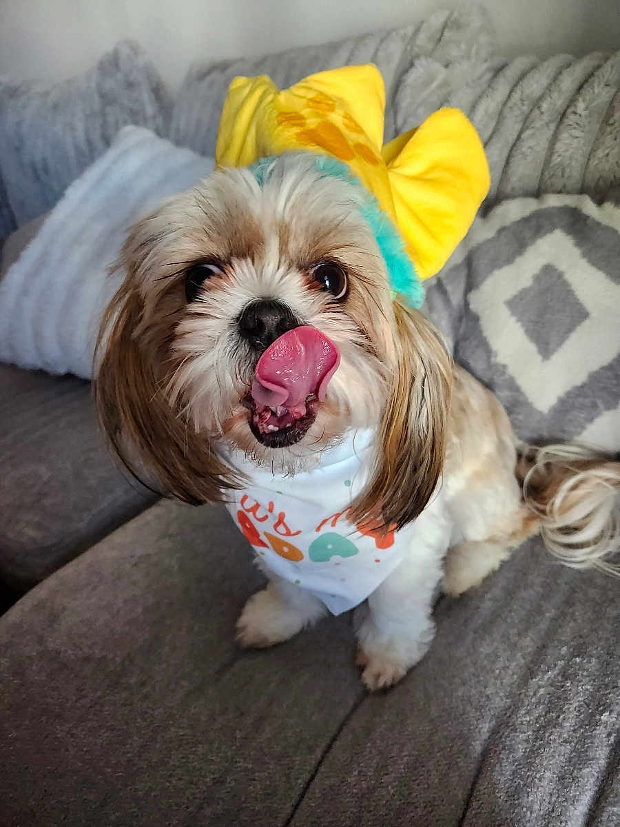 Luke is registered to the contest to win money with this photo: adorable, bandana, blue_bow, close_up, couch, cute, dog, fluffy, fur, gray_couch, headband, indoor, patterned_pillows, pet, pillows, playful, sitting, small_dog, tongue_out, yellow_bow