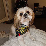 Luke is registered to the contest to win money with this photo: animal, bandana, blanket, brown_fur, christmas_tree, cozy, cute, decor, dog, fur, holiday, indoor, looking_up, pet, portrait, shih_tzu, small_dog, soft_lighting, table, white_fur