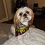 animal, bandana, blanket, brown_fur, christmas_tree, cozy, cute, decor, dog, fur, holiday, indoor, looking_up, pet, portrait, shih_tzu, small_dog, soft_lighting, table, white_fur