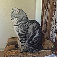 Murka participe au concours pour gagner de l'argent avec cette photo : animal, cat, chair, cozy, cushion, domestic_cat, feline, furniture, gray_cat, home, indoor, patterned_fabric, pet, resting, side_view, sitting, striped_cat, striped_fur, tabby, wooden_chair