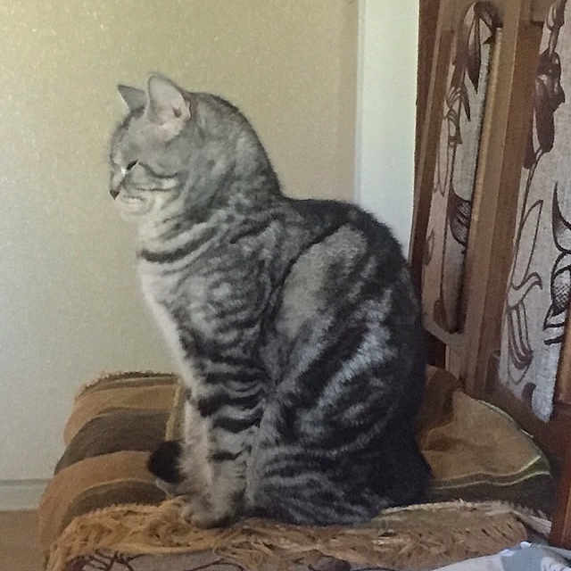 Murka participe au concours pour gagner de l'argent avec cette photo : animal, cat, chair, cozy, cushion, domestic_cat, feline, furniture, gray_cat, home, indoor, patterned_fabric, pet, resting, side_view, sitting, striped_cat, striped_fur, tabby, wooden_chair