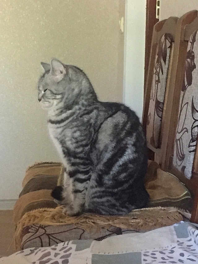 Murka participe au concours pour gagner de l'argent avec cette photo : animal, cat, chair, cozy, cushion, domestic_cat, feline, furniture, gray_cat, home, indoor, patterned_fabric, pet, resting, side_view, sitting, striped_cat, striped_fur, tabby, wooden_chair