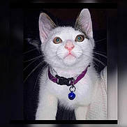 Marshmallow is registered to the contest to win money with this photo: bell, cat, close_up, collar, collar_tag, cute, domestic_animal, ears, eyes, flash_photography, indoor, kitten, muzzle, pet, pink_nose, portrait, purple_collar, staring, whiskers, white_fur