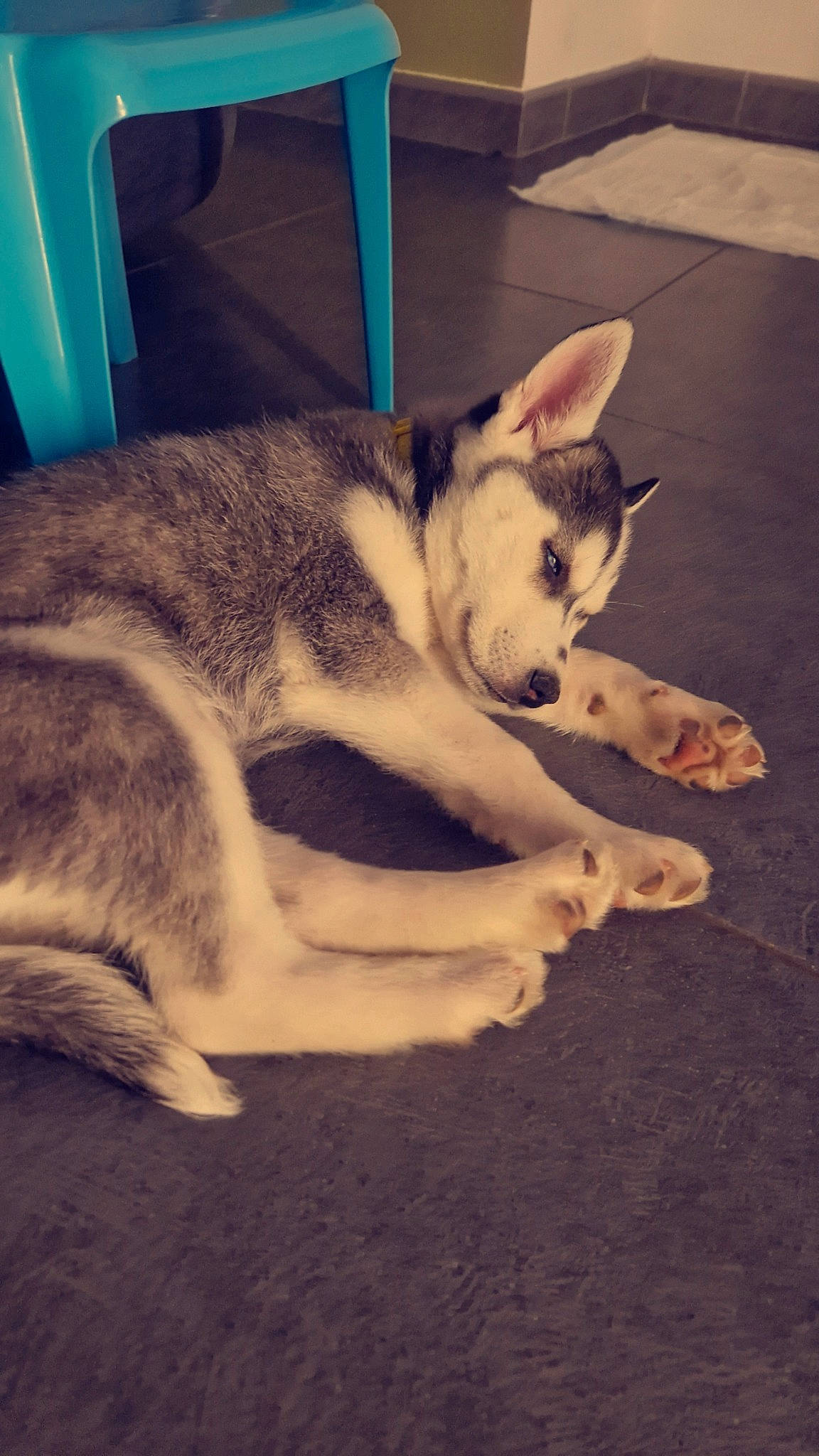 Ulya participe au concours pour gagner de l'argent avec cette photo : canidae, canis, carnivore, companion_dog, dog, dog_breed, flooring, foot, fur, human_leg, jaw, paw, sky, sled_dog, snout, sporting_group, terrestrial_animal, whiskers, wolf, working_animal