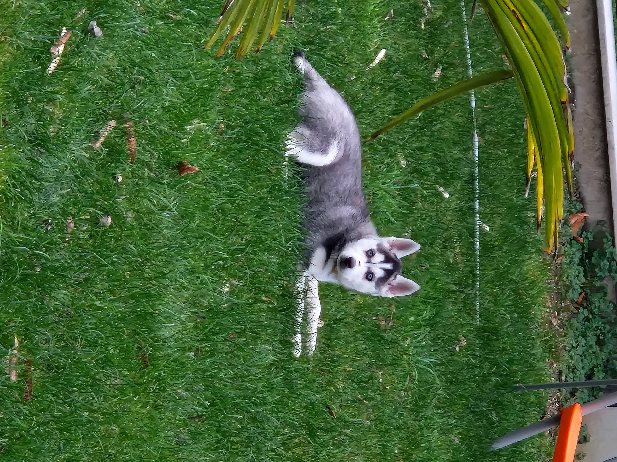 Ulya participe au concours pour gagner de l'argent avec cette photo : beak, canidae, carnivore, companion_dog, dog_breed, felidae, grass, grass_family, groundcover, lawn, lemur, plant, procyonidae, small_to_medium_sized_cats, sporting_group, tail, terrestrial_animal, terrestrial_plant, wildlife, yard