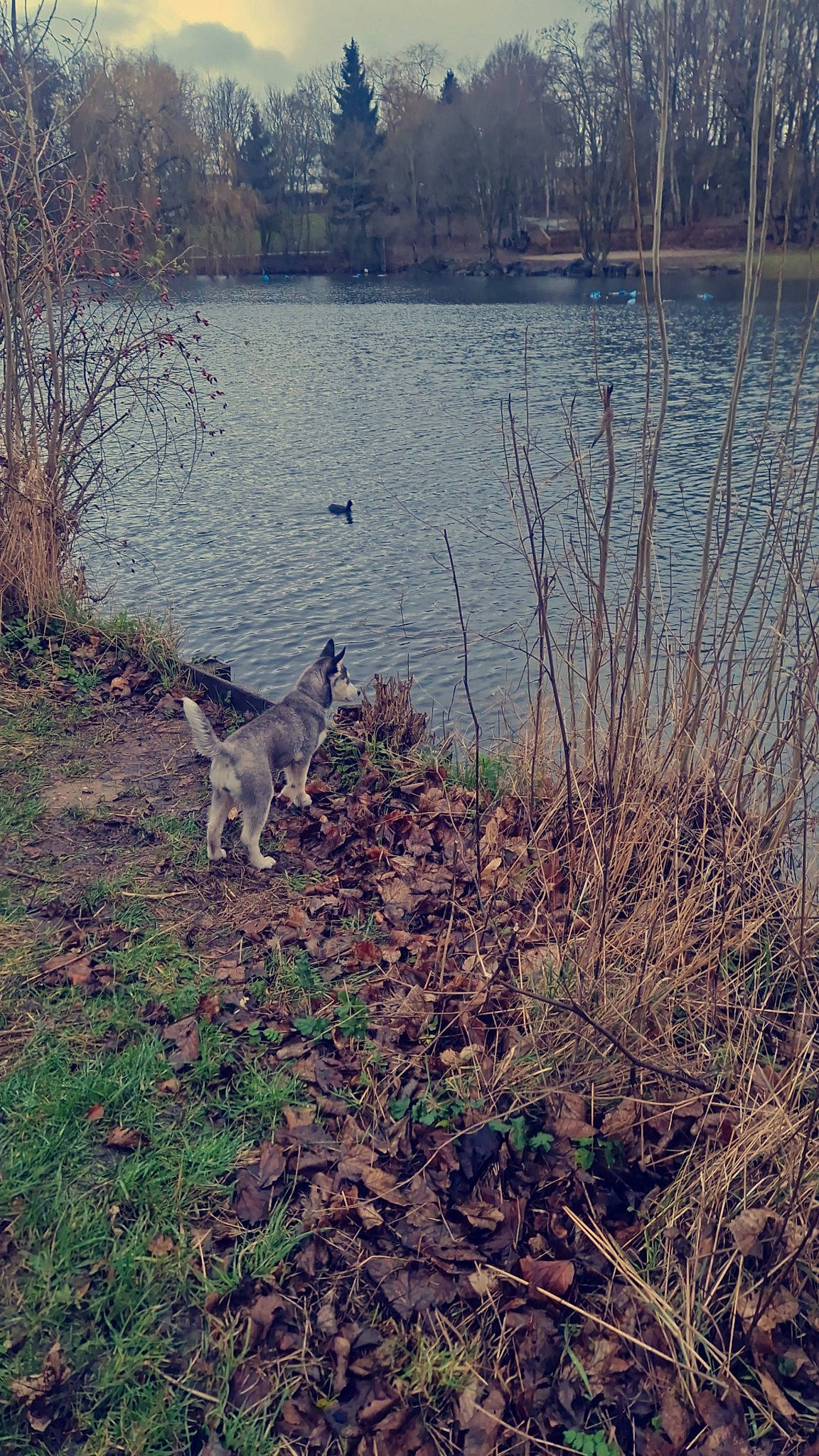 Ulya participe au concours pour gagner de l'argent avec cette photo : bank, branch, carnivore, deciduous, dog, fawn, forest, grass, grass_family, lacustrine_plain, lake, landscape, natural_landscape, plant, tail, tree, trunk, twig, water, wood
