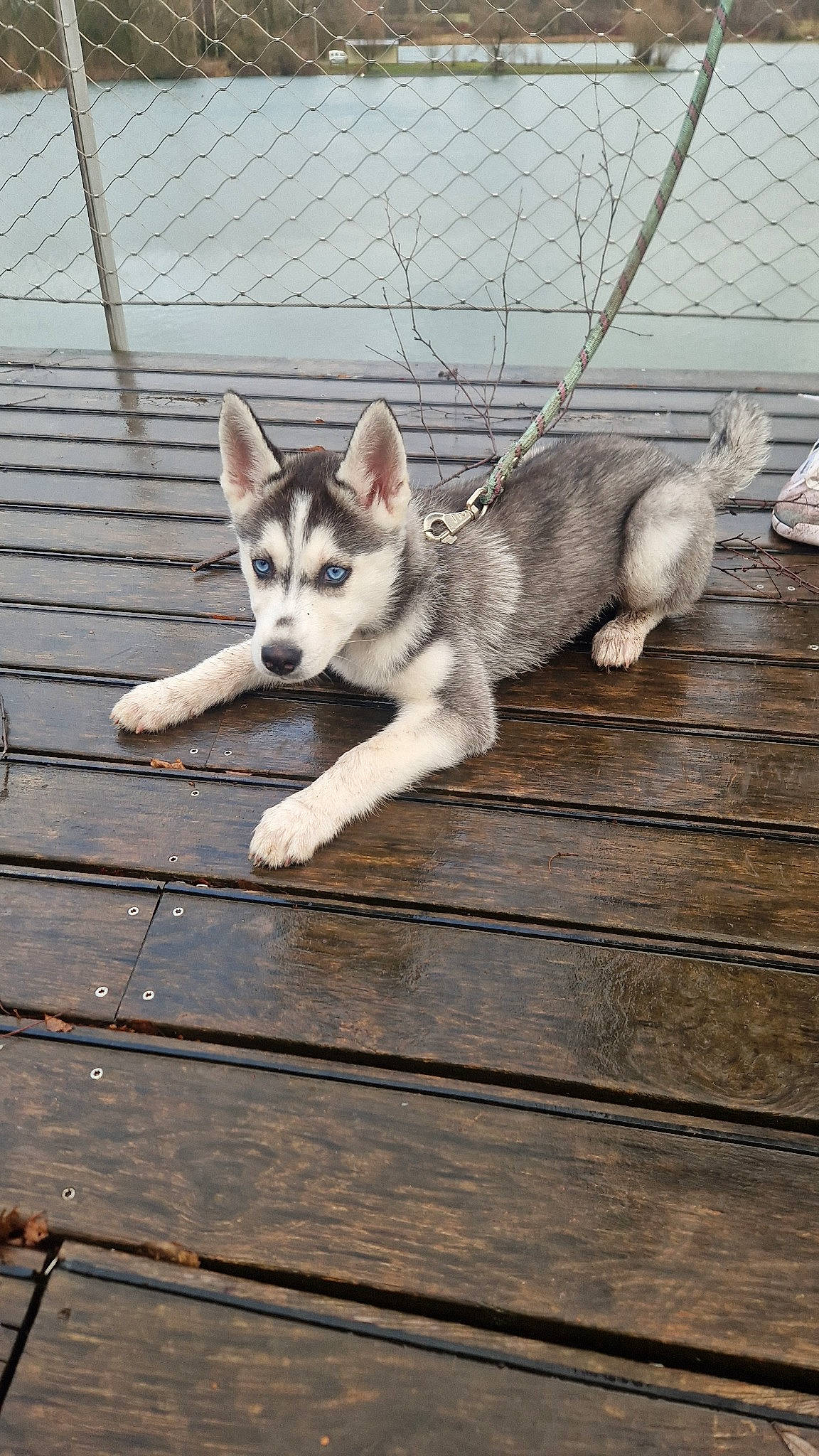 Ulya participe au concours pour gagner de l'argent avec cette photo : canidae, canis, carnivore, companion_dog, dog, dog_breed, fawn, fur, hardwood, siberian_husky, sitting, sled_dog, snout, sporting_group, tail, terrestrial_animal, whiskers, wildlife, wood, working_animal