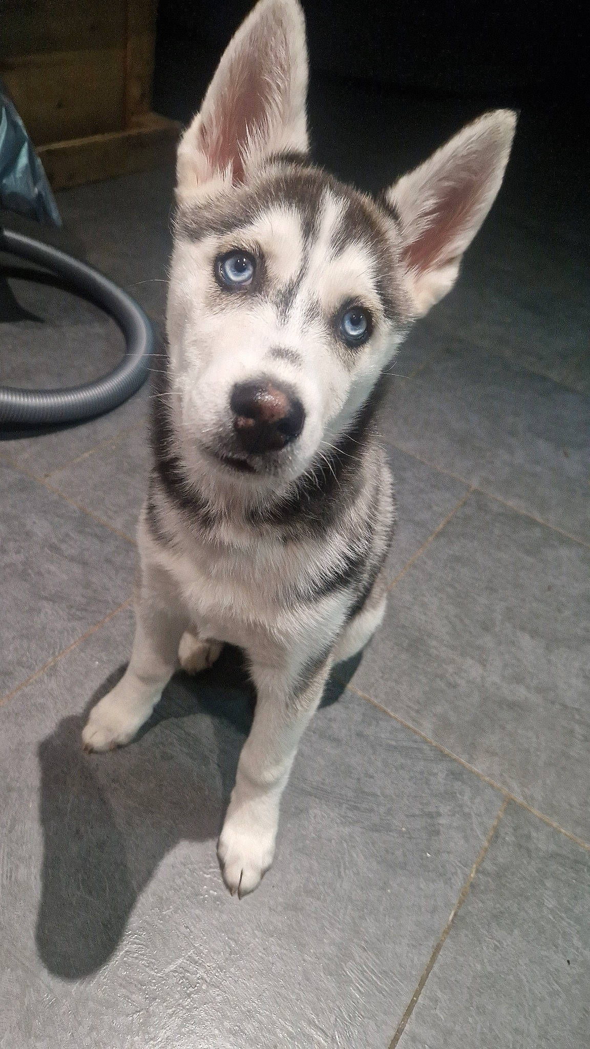 Ulya a rejoint le concours — aidez-le/la à gagner de superbes lots ! ancient_dog_breeds, canidae, canis, carnivore, companion_dog, dog, dog_breed, flooring, fur, non_sporting_group, road_surface, siberian_husky, sled_dog, terrestrial_animal, whiskers, working_animal, working_dog